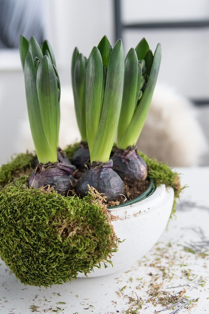 DIY: Einfache Frühlingsdeko mit Hyazinthen, Moos und getrockneten Beeren