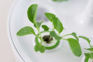 Vom Samen zur Pflanze in nur 3 Wochen + die häufigsten Fragen zum