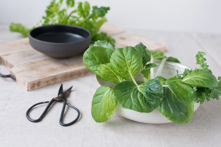 Vom Samen zur Pflanze in nur 3 Wochen + die häufigsten Fragen zum