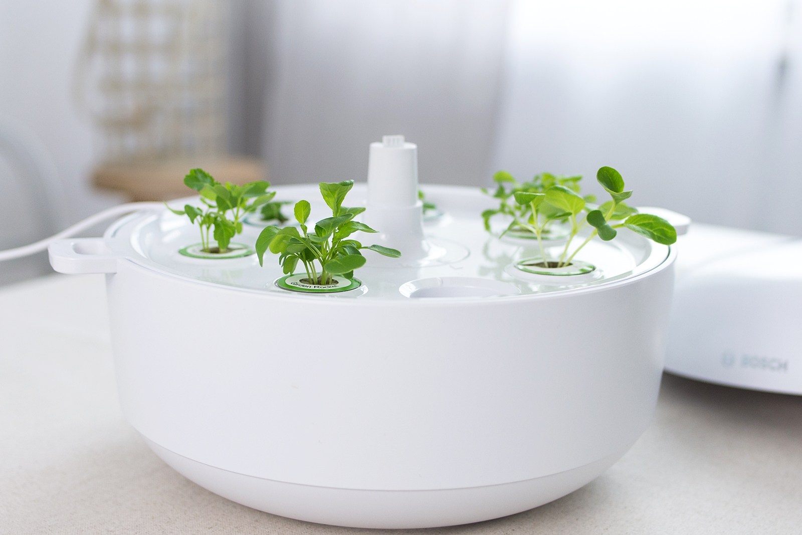 Vom Samen zur Pflanze in nur 3 Wochen + die häufigsten Fragen zum