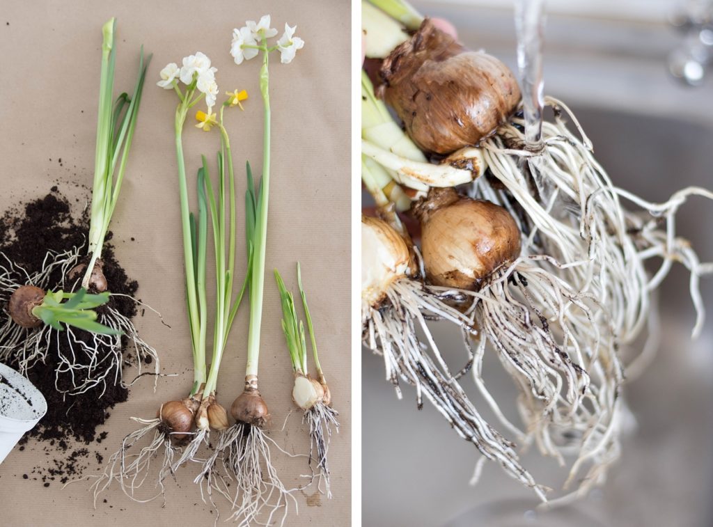 Die schnelle Deko-Idee: Einfaches Frühlings-Arrangement im Glas