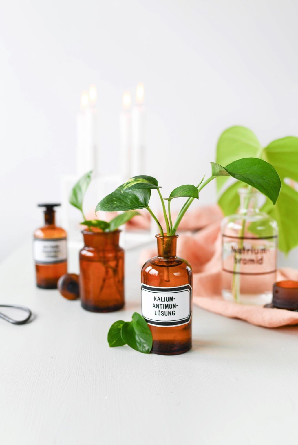 DIY DEKO TREND Hydroponie Zimmerpflanzen ohne Erde ins Glas