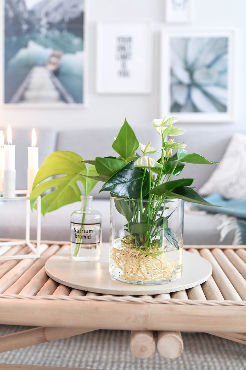DIY DEKO TREND Hydroponie Zimmerpflanzen ohne Erde ins Glas