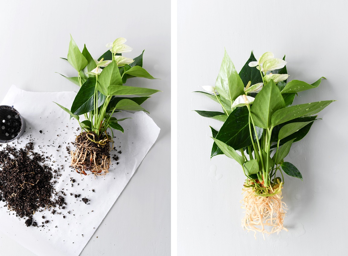 DIY DEKO TREND Hydroponie Zimmerpflanzen ohne Erde ins Glas