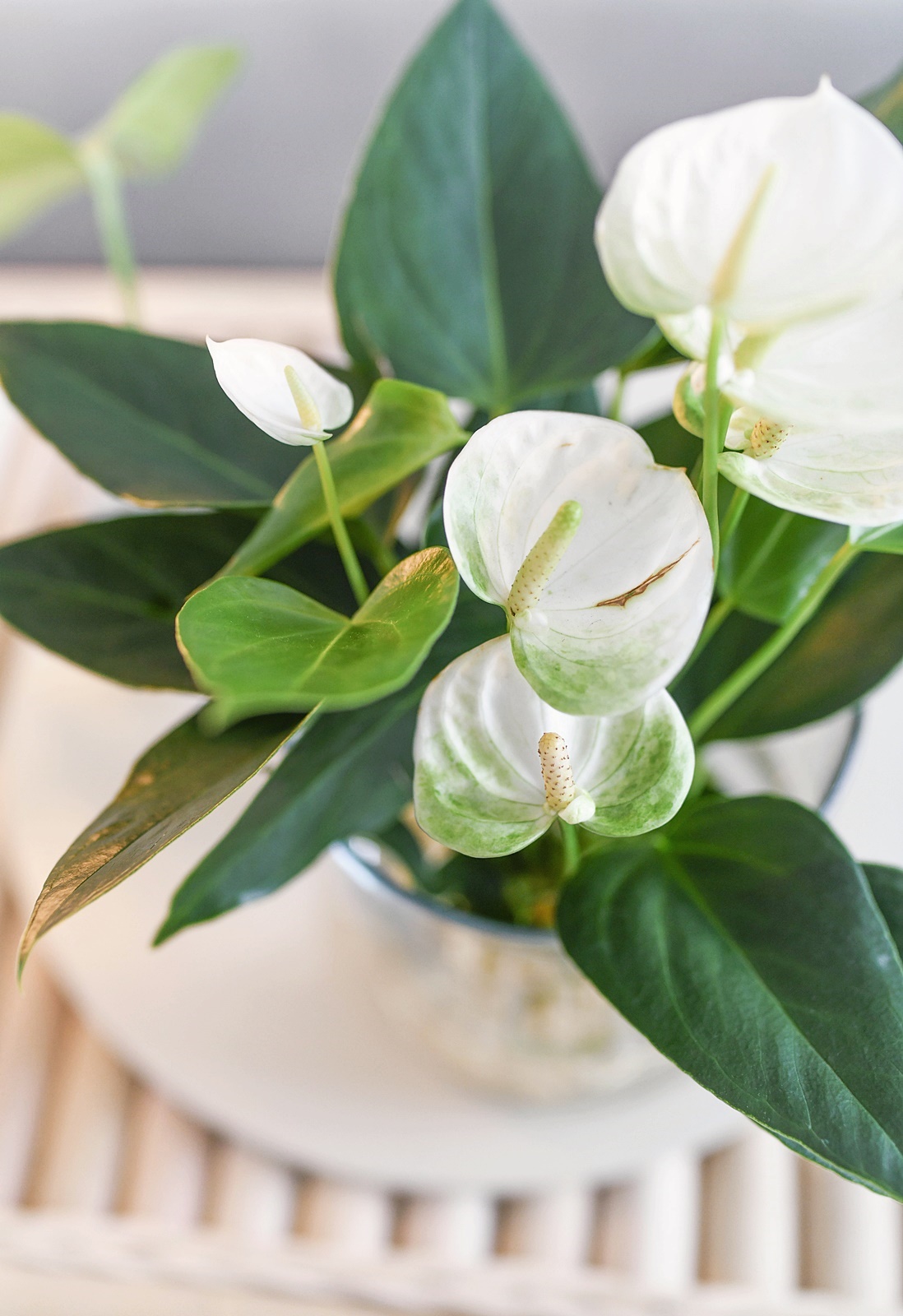 DIY DEKO TREND Hydroponie Zimmerpflanzen ohne Erde ins Glas