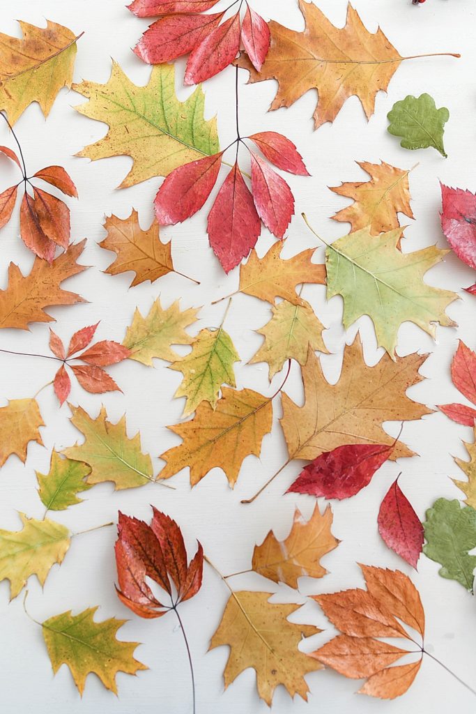 DIY | Bunte Herbstblätter mit geschmolzenem Wachs konservieren