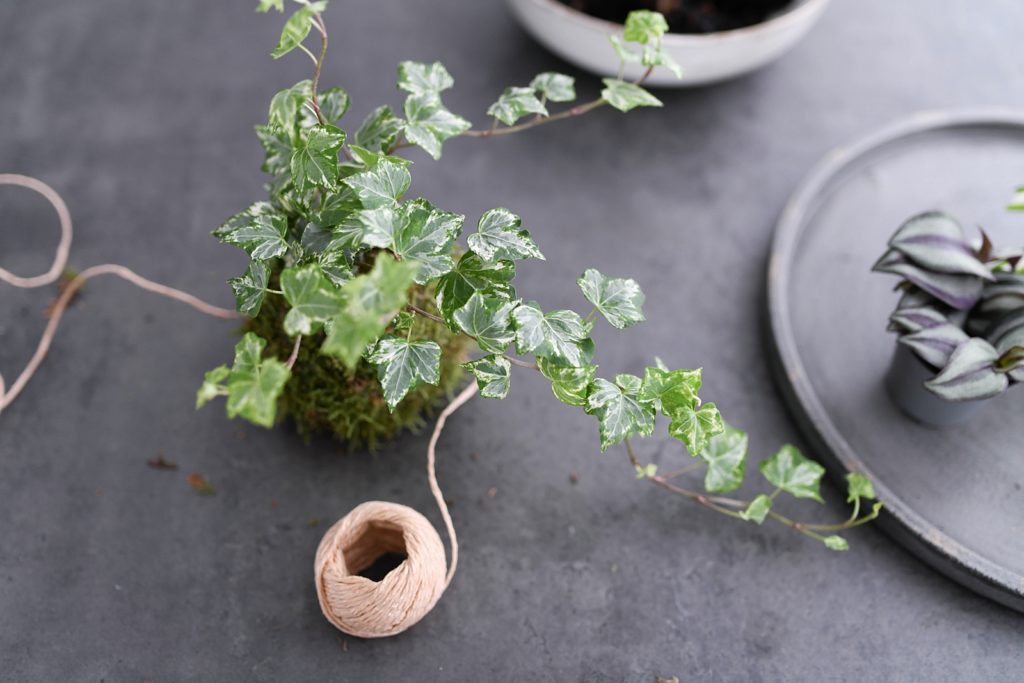 DIY | Lass deine Pflanzen schweben - Kokedamas einfach selber machen