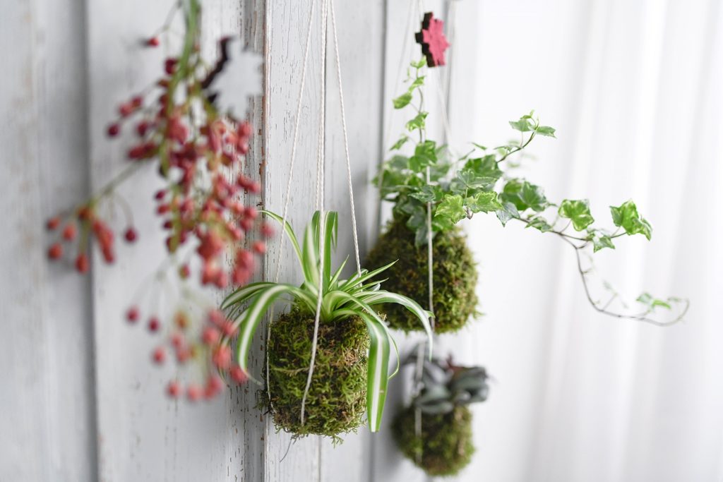 DIY | Lass deine Pflanzen schweben - Kokedamas einfach selber machen