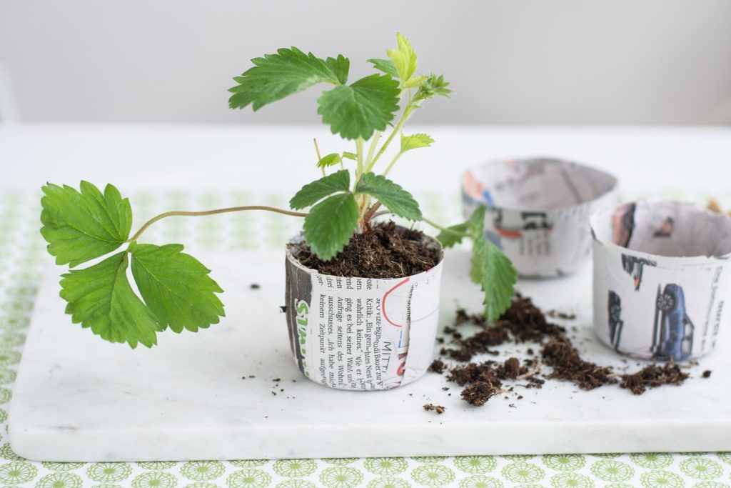 Urban Gardening: Kompostierbare Anzuchttöpfchen aus Zeitungspapier selber machen