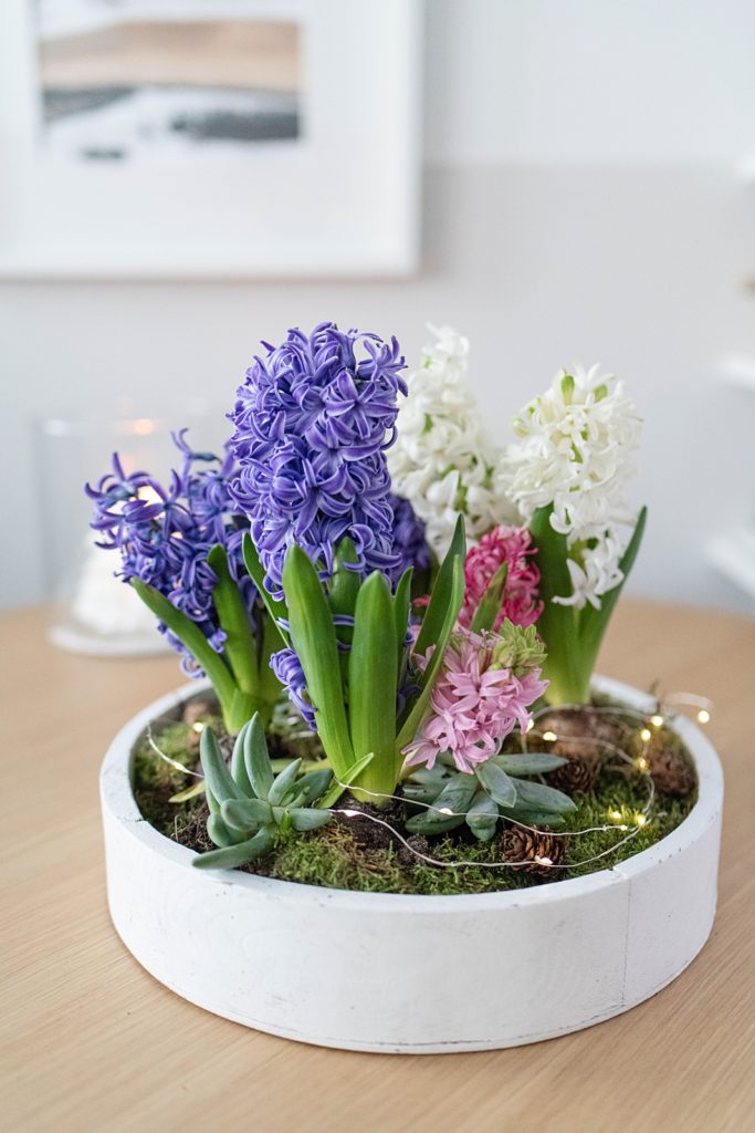 Duftende Deko für den Tisch: Frühlingsschalen mit Hyazinthen und Sukkulenten