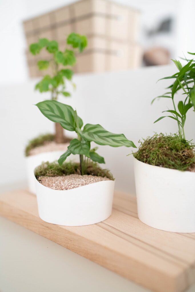 Platzsparend und pflegeleicht: DIY Mini-Gärten im Japandi-Look