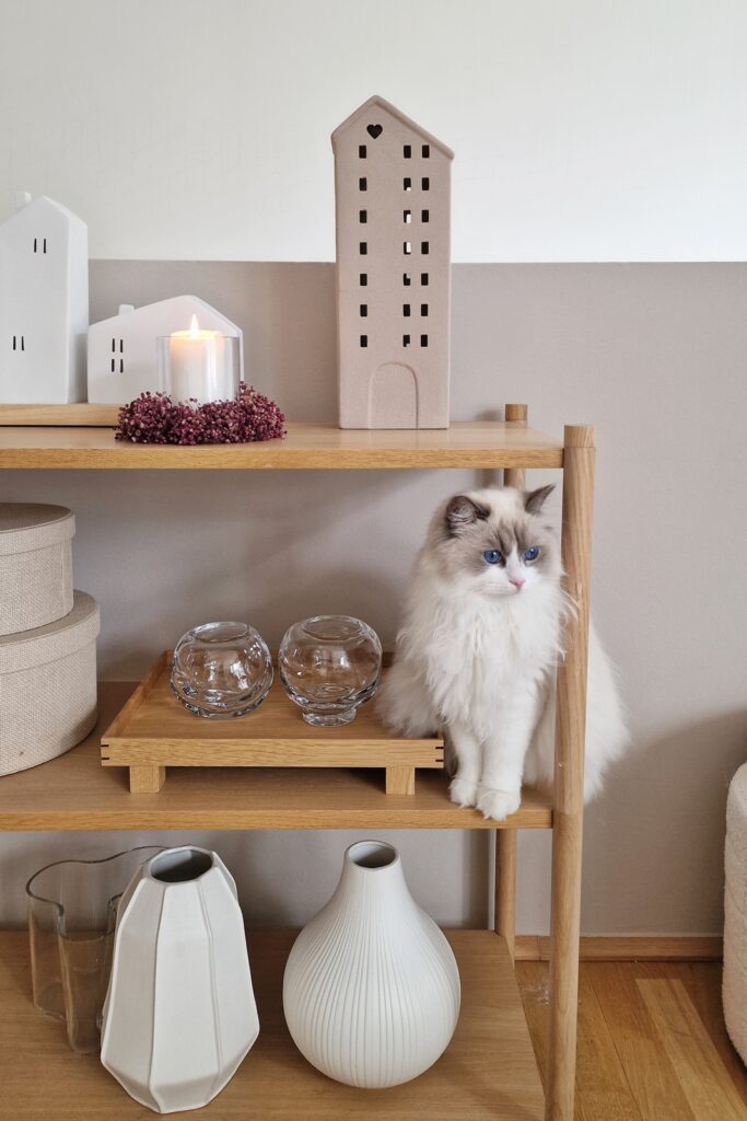 Nala Ragdoll